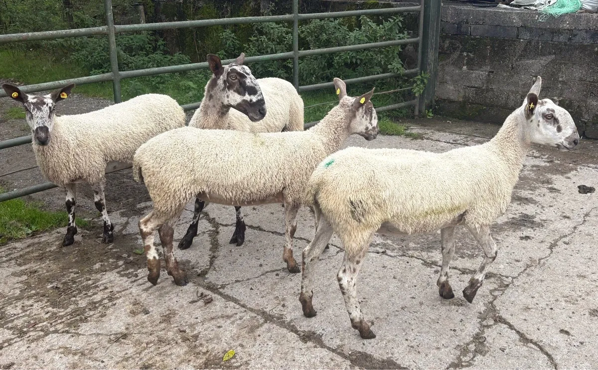 Bluefaced Leicester Females for Sale - Image 4