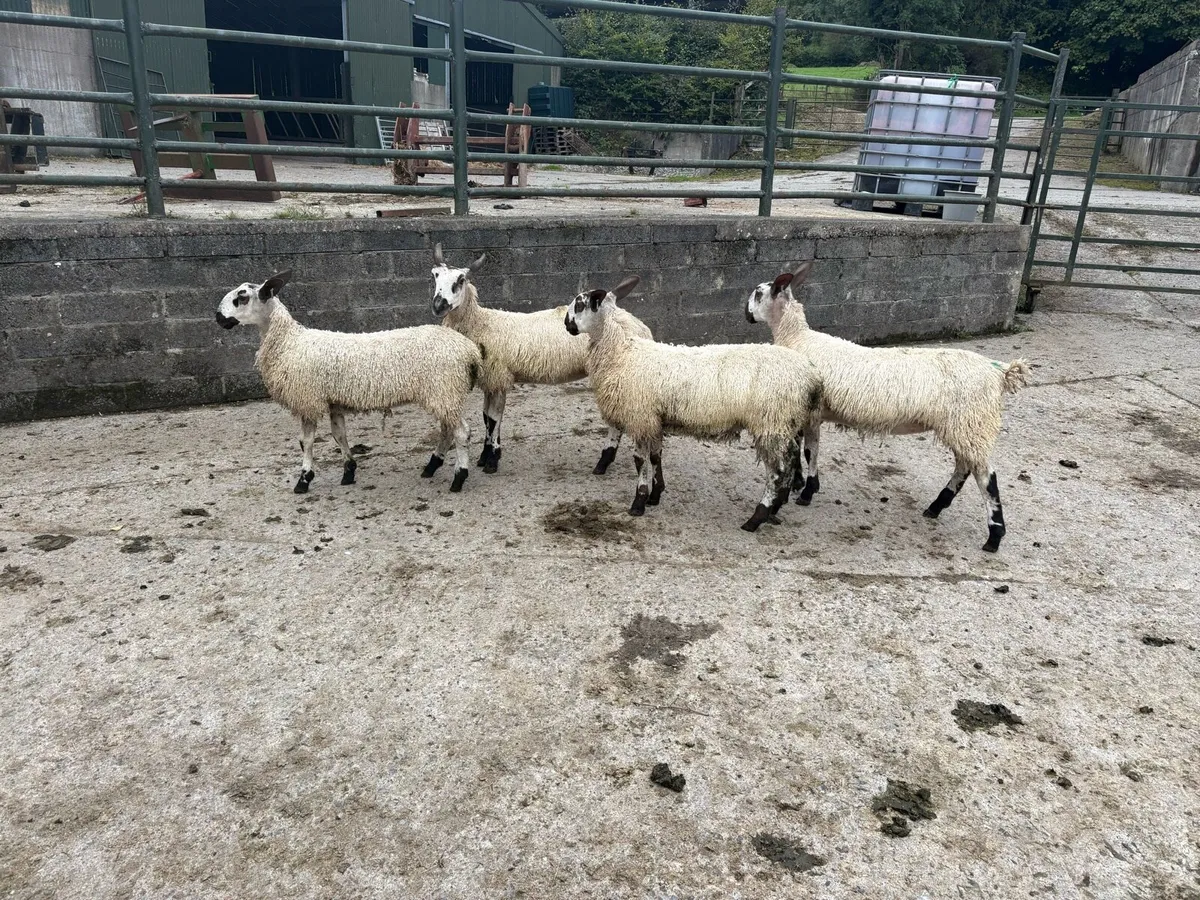 Bluefaced Leicester Females for Sale - Image 3