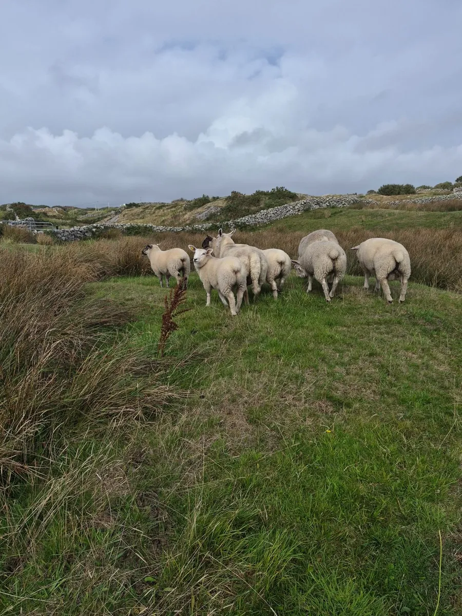 Sheep - Image 2