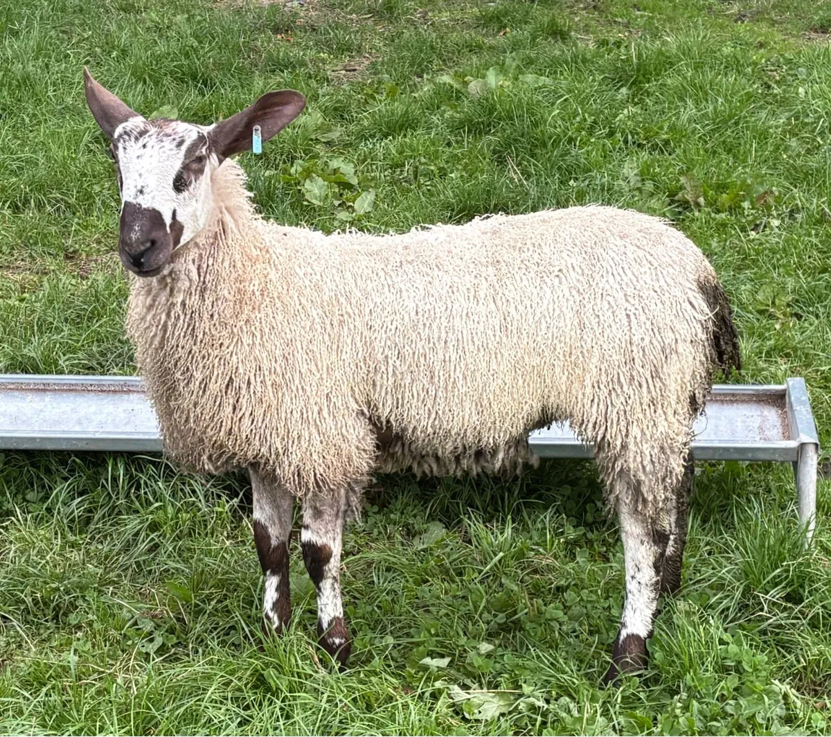 Bluefaced Leicester Females for Sale - Image 1