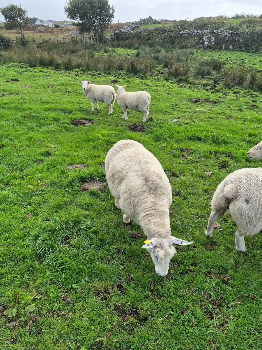 Sheep - Image 4