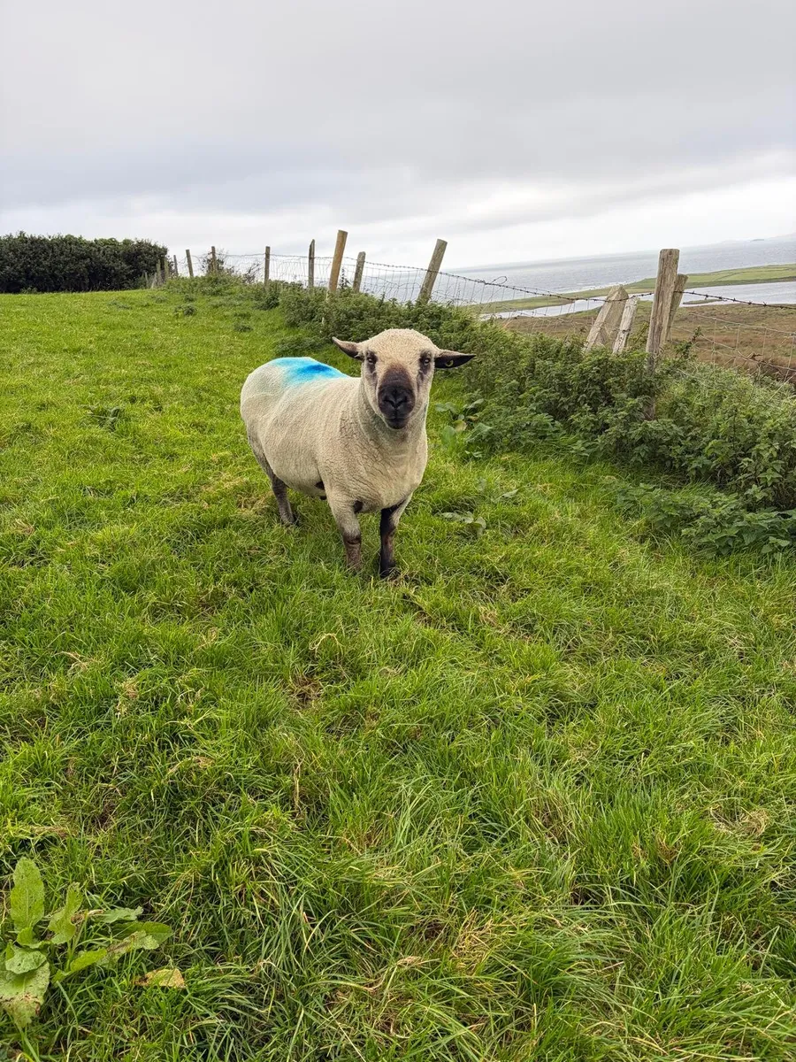 Ram - Image 1