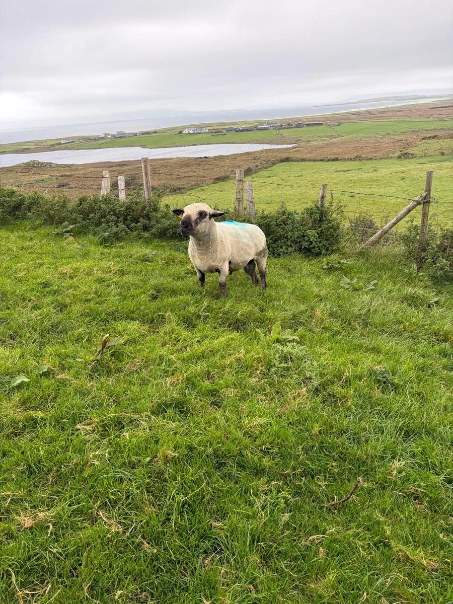 Ram - Image 2