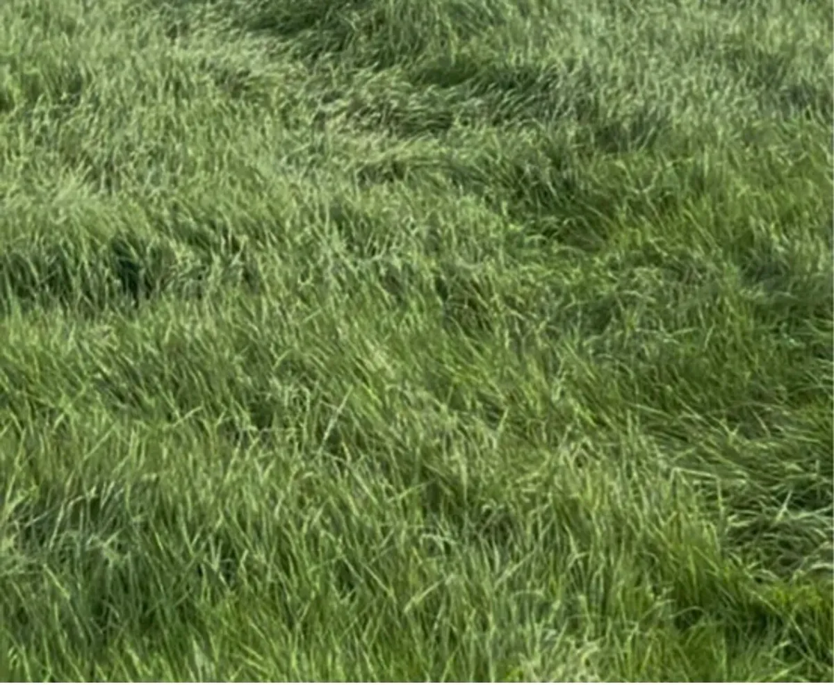 Meadow for sale,