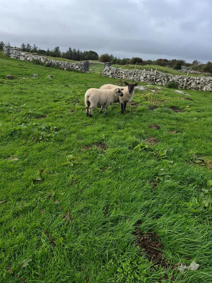 Sheep - Image 1