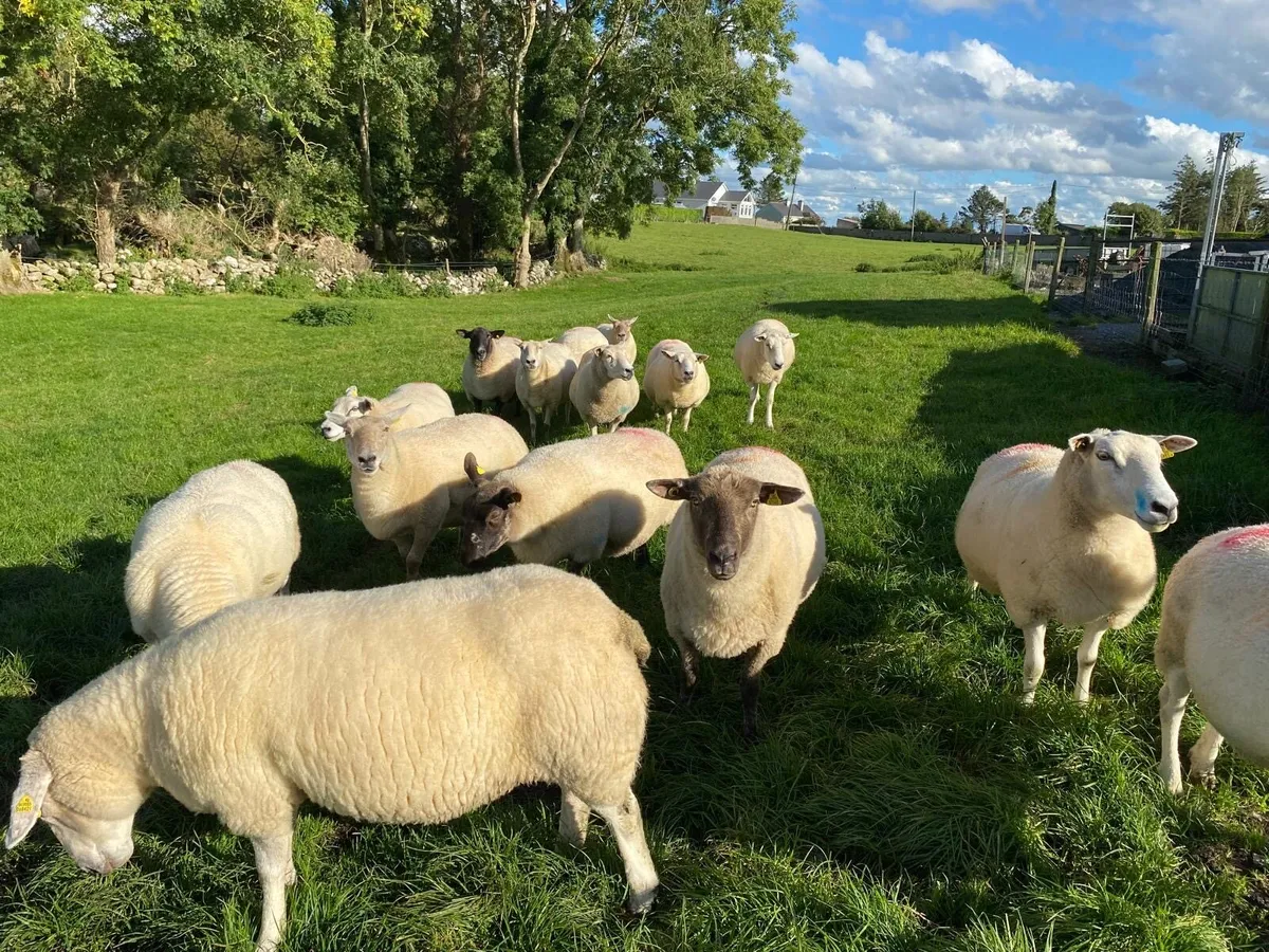Belclare Cross Ewes For Sale - Image 1