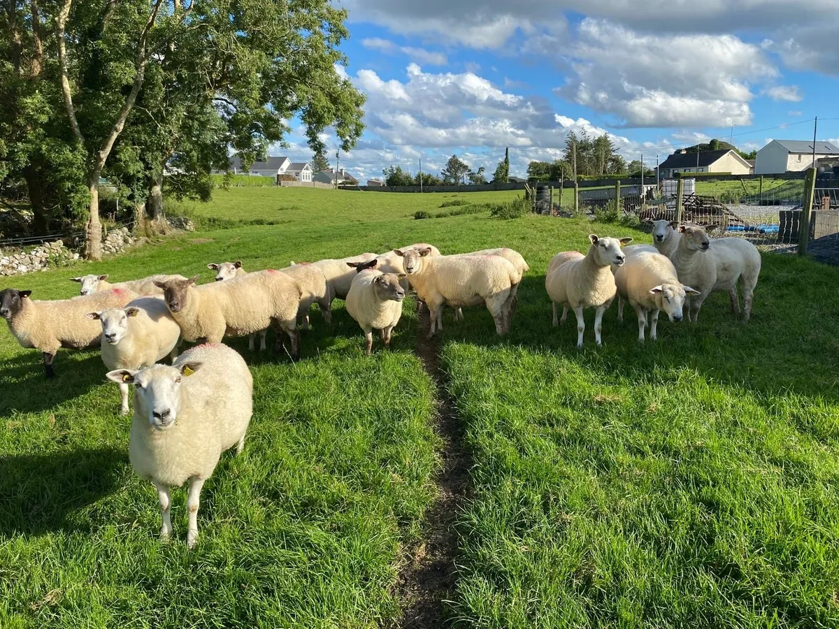Belclare Cross Ewes For Sale - Image 3