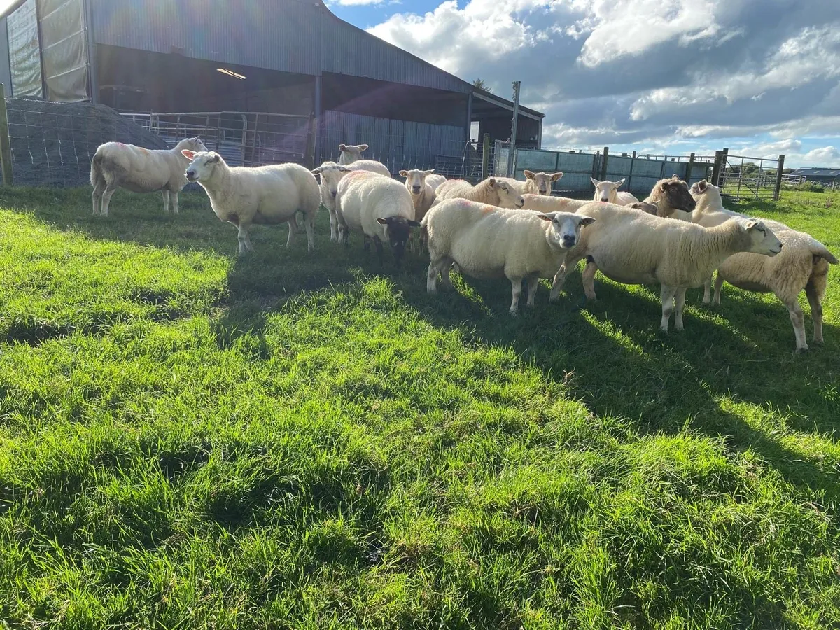 Belclare Cross Ewes For Sale - Image 4