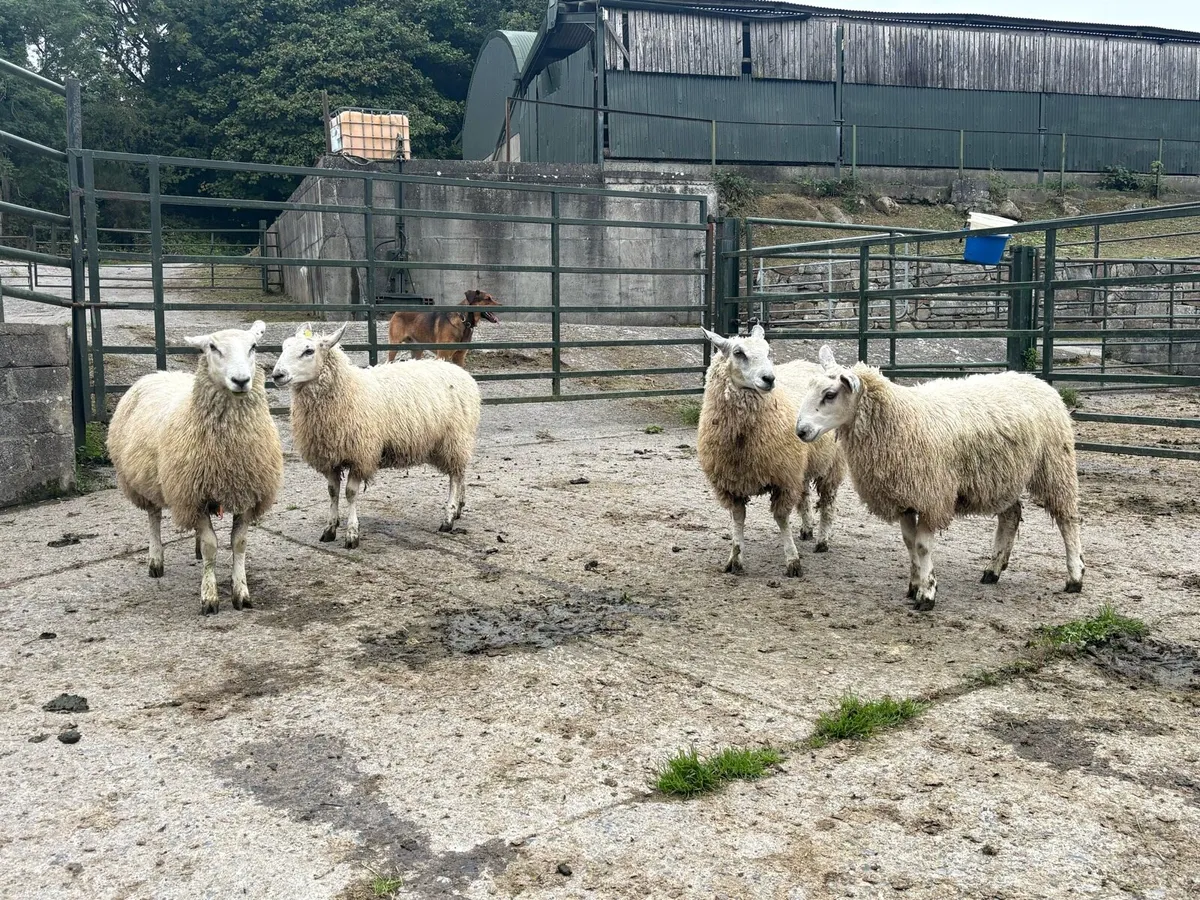 Romney Mule Ewe Lambs x 4 - Image 2