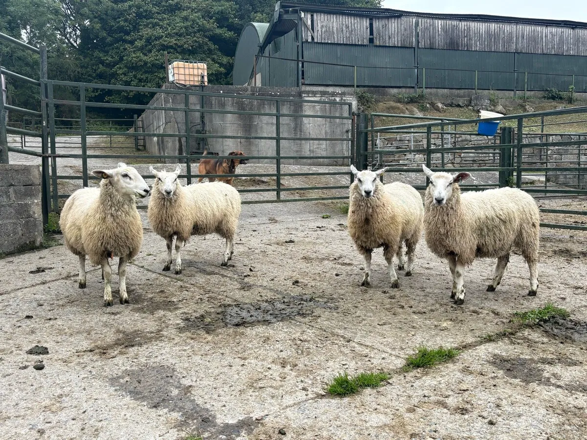 Romney Mule Ewe Lambs x 4 - Image 3