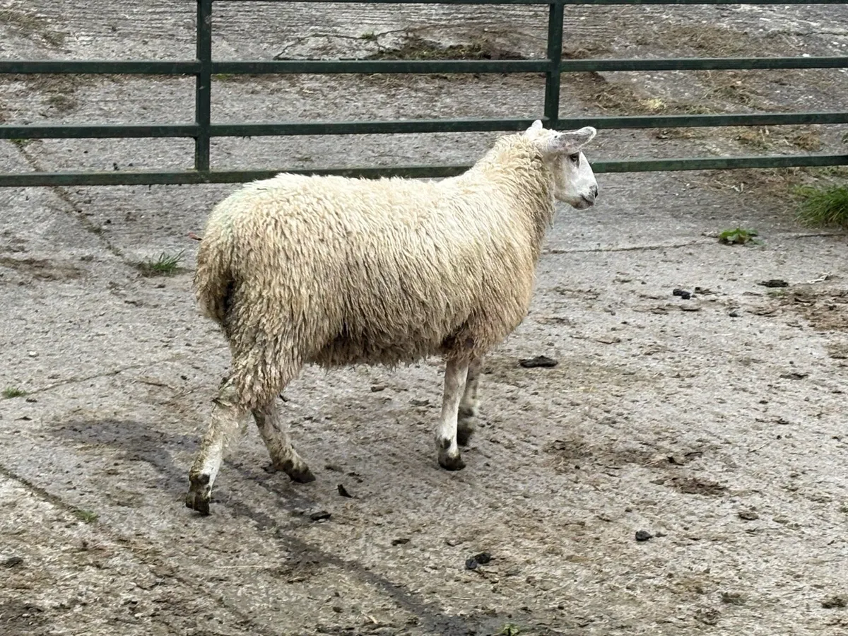 Romney Mule Ewe Lambs x 4 - Image 4