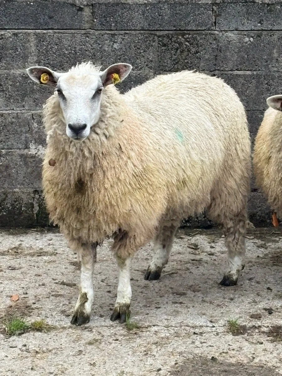 Romney Mule Ewe Lambs x 4 - Image 1