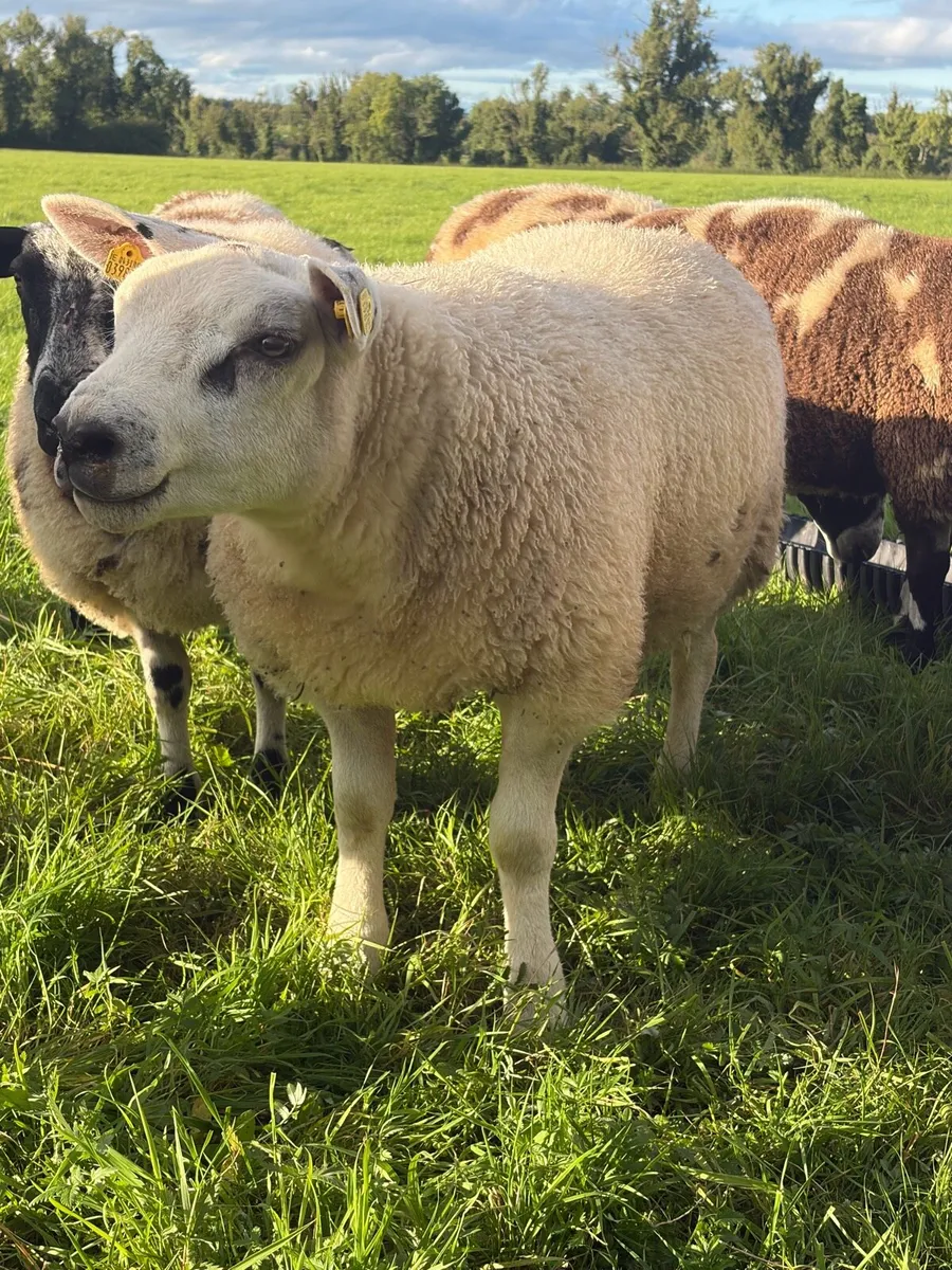 Texel Ram Lambs - Image 1