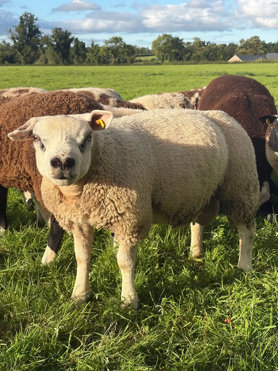 Texel Ram Lambs - Image 4