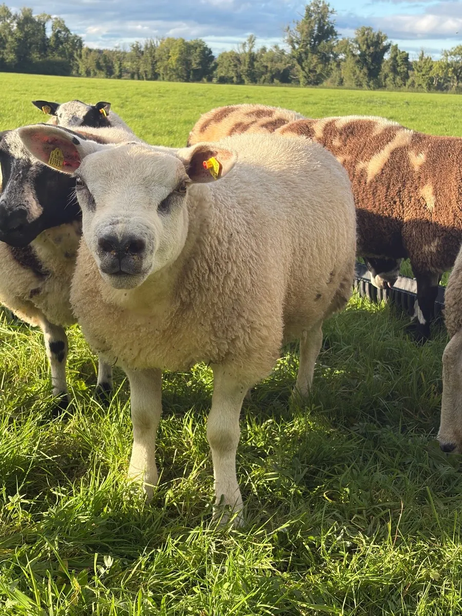 Texel Ram Lambs - Image 2