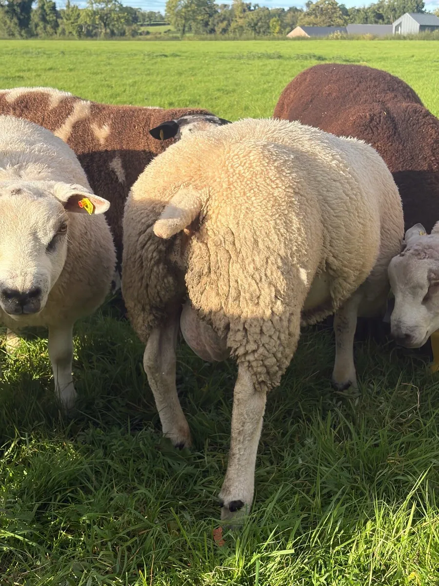 Texel Ram Lambs - Image 3
