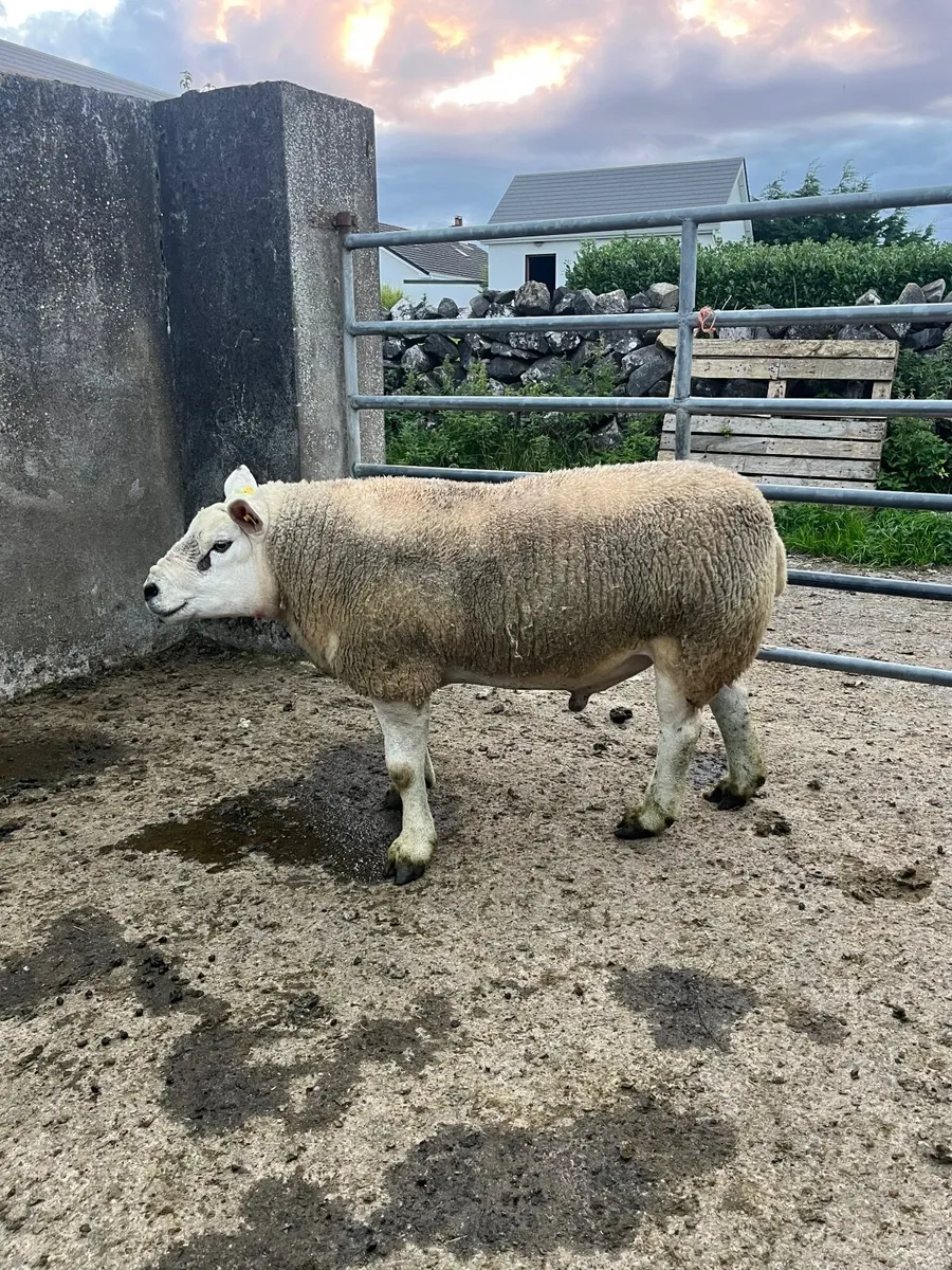 Outstanding Purebred stock ram - Image 4