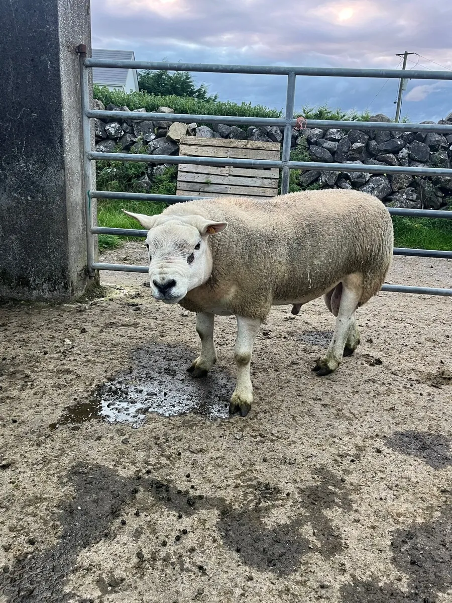 Outstanding Purebred stock ram - Image 2