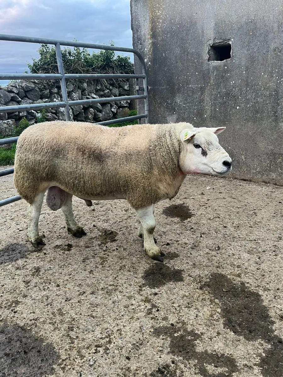 Outstanding Purebred stock ram - Image 3