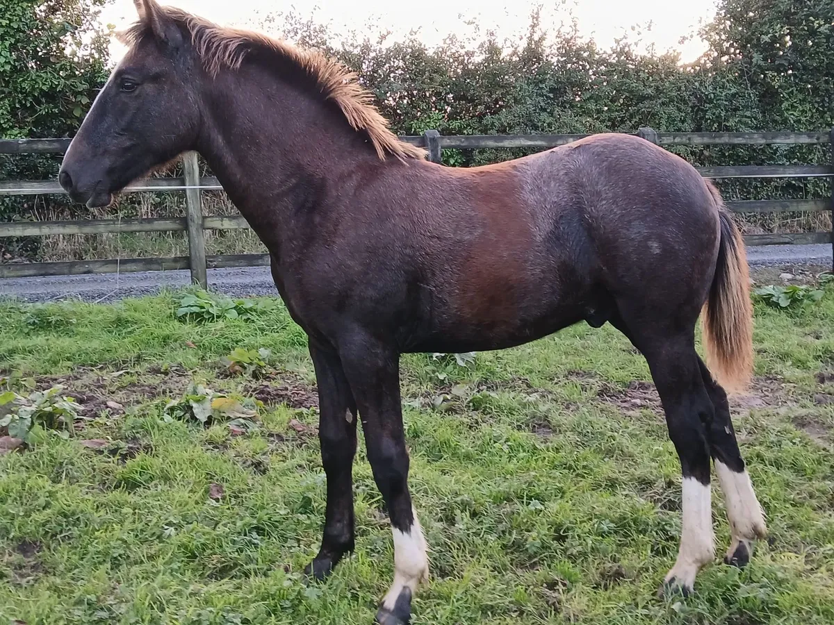 Irish draught colt foal lot 160 cavan sales - Image 1