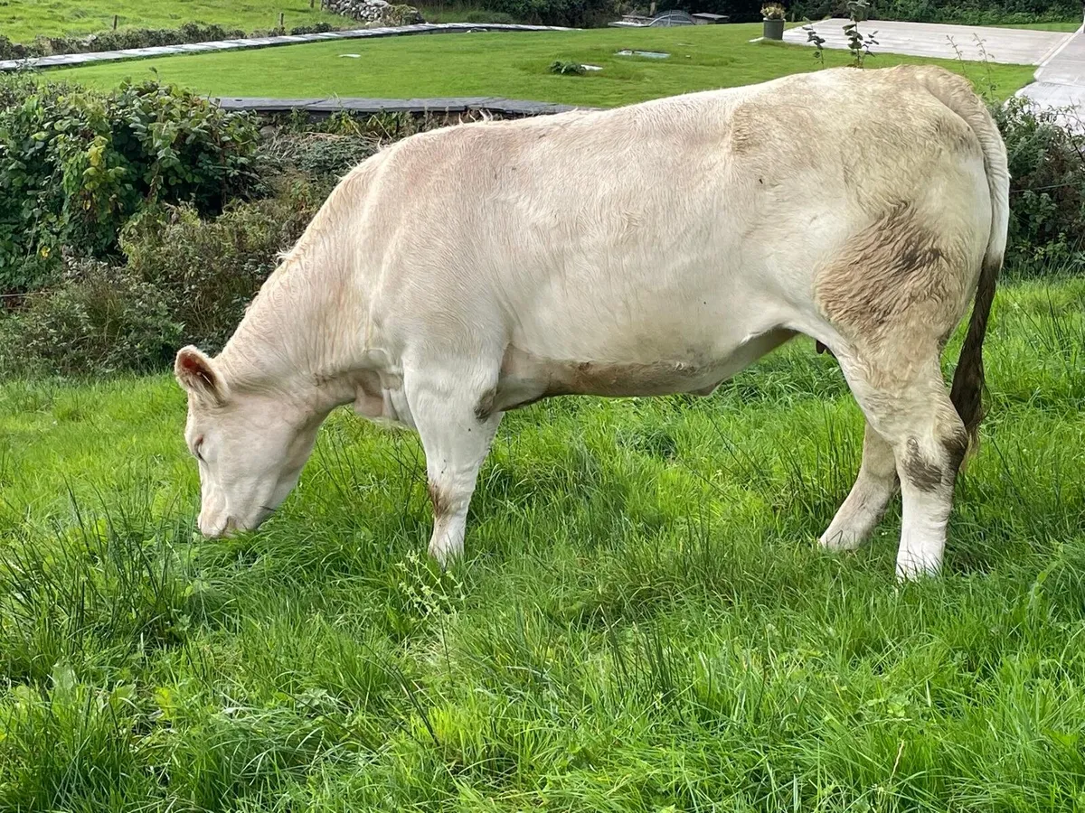 Incalf Cf52  Ennis mart 22nd - Image 3