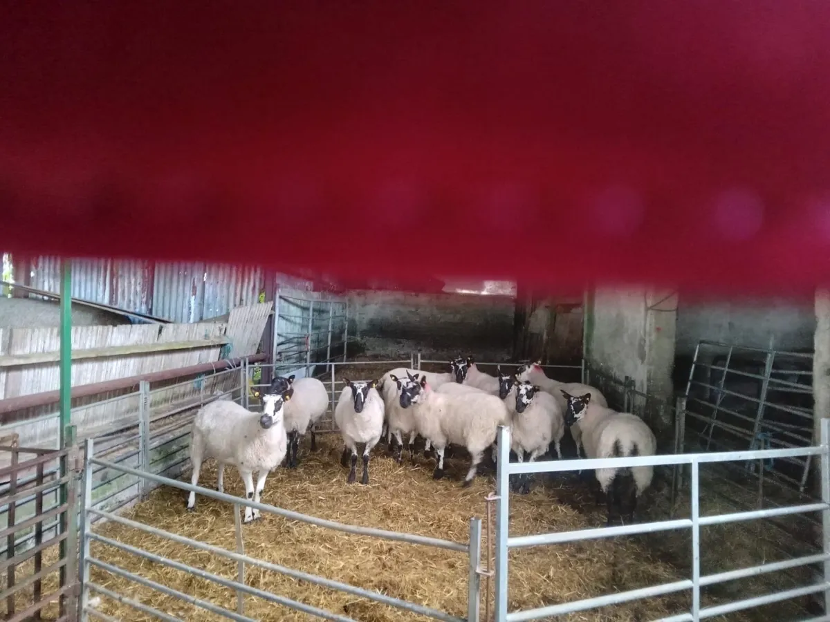 10 Milford/Beulah type ewe hoggets - Image 1