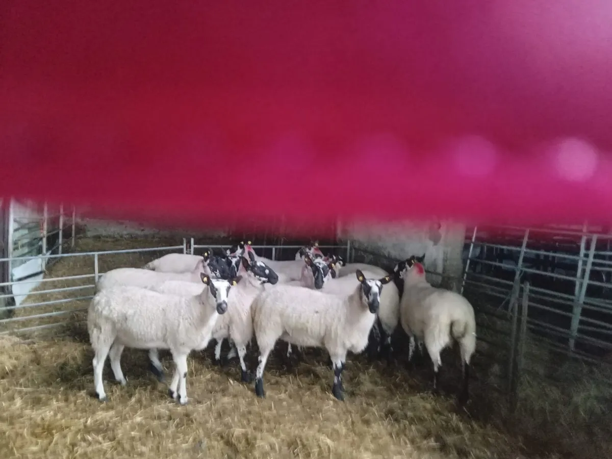 10 Milford/Beulah type ewe hoggets - Image 2