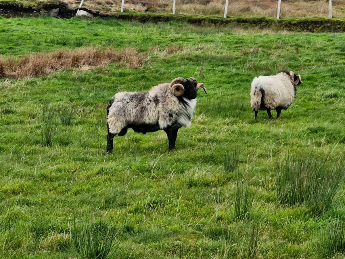 Blackface Age Rams - Image 4