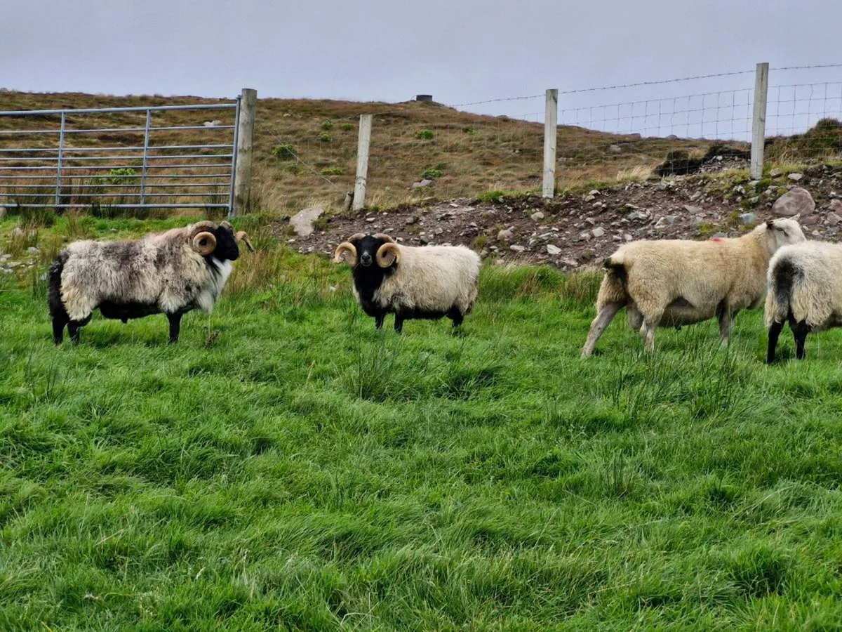 Blackface Age Rams - Image 2