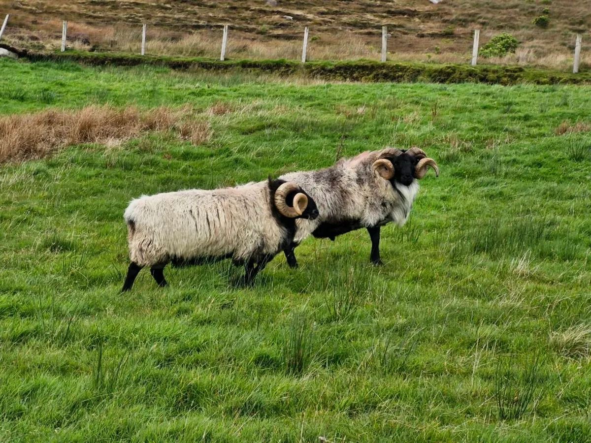 Blackface Age Rams - Image 3