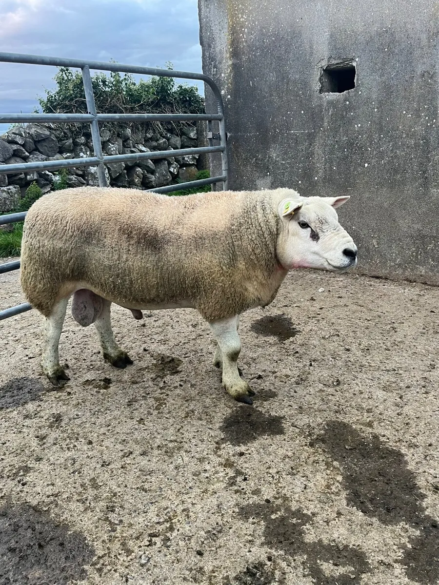 Outstanding Purebred stock ram - Image 1