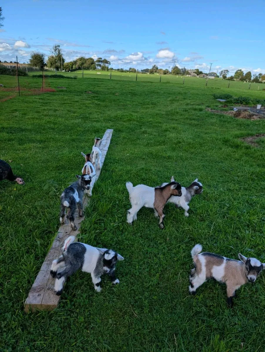 Pygmy Goats - Image 1