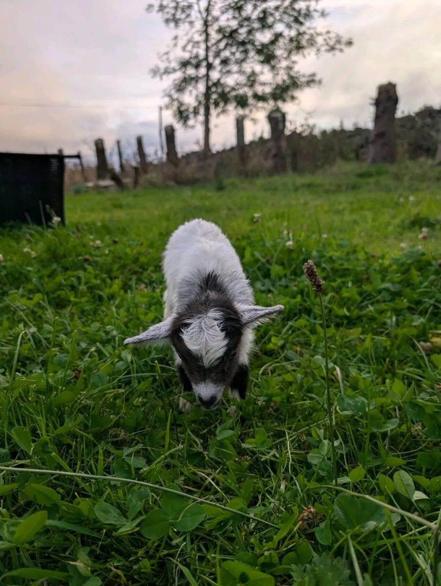 Pygmy Goats - Image 4