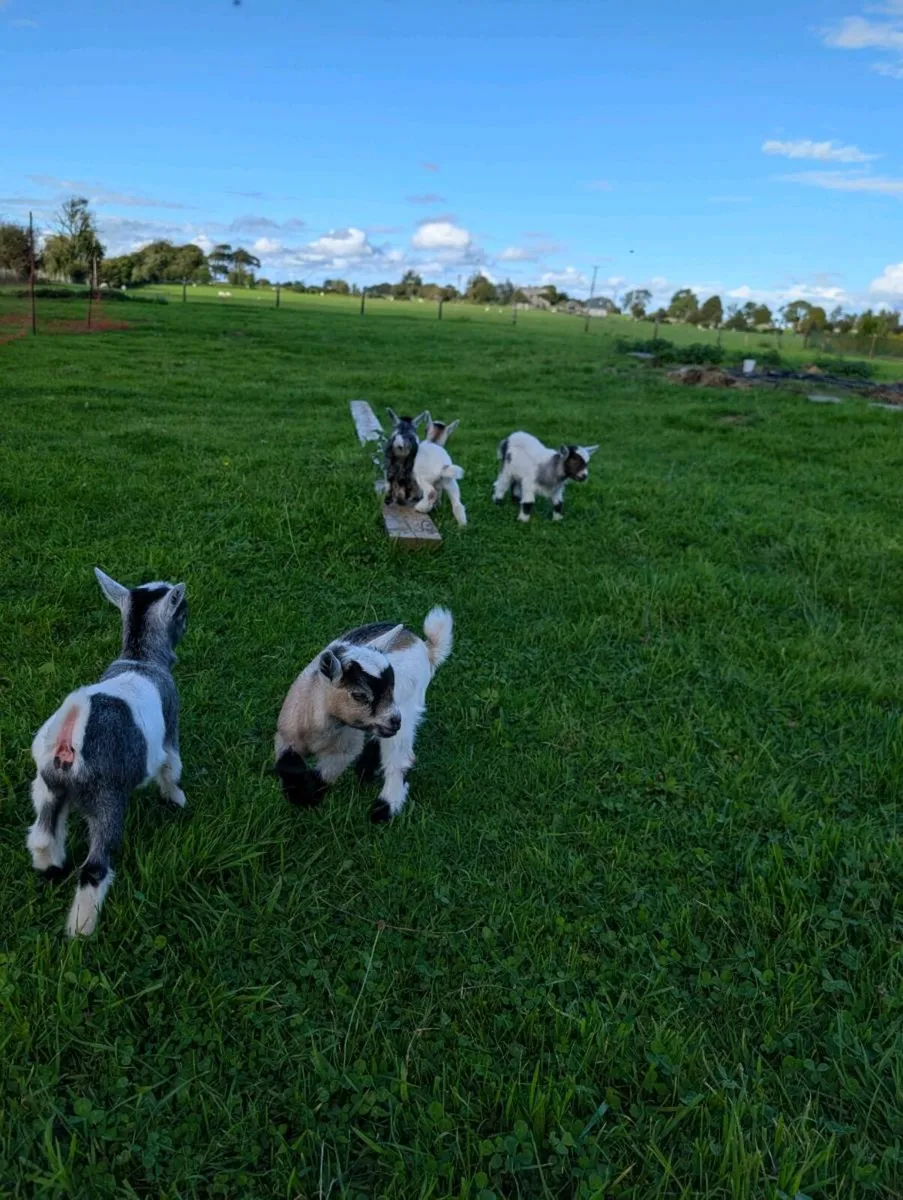 Pygmy Goats - Image 2