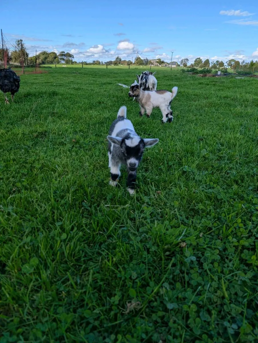 Pygmy Goats - Image 3