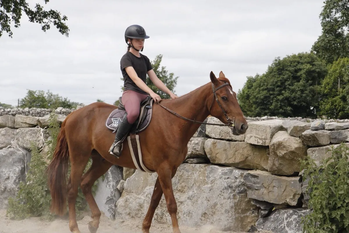 Broken and Ridden Gelding - Image 2