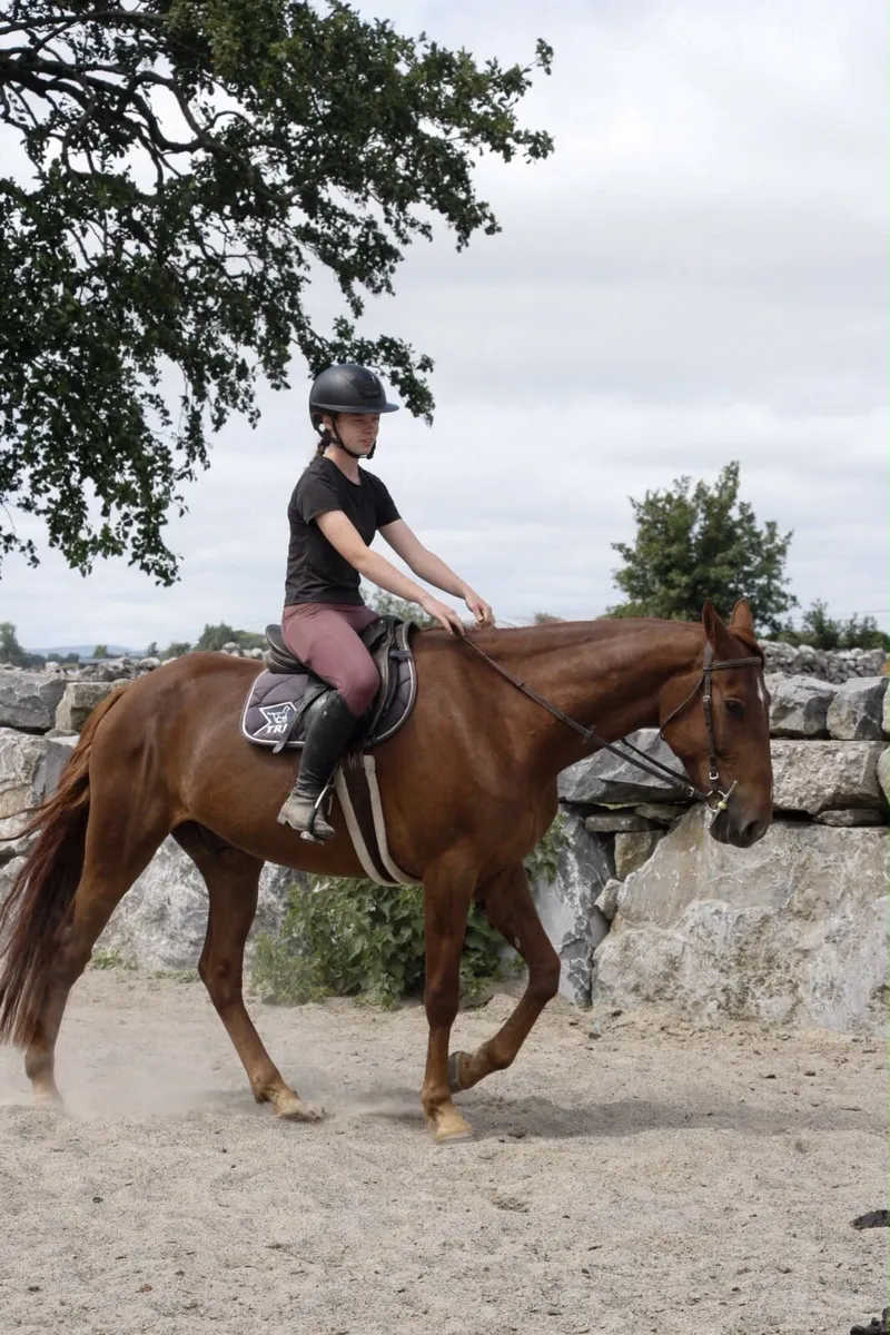 Broken and Ridden Gelding - Image 1