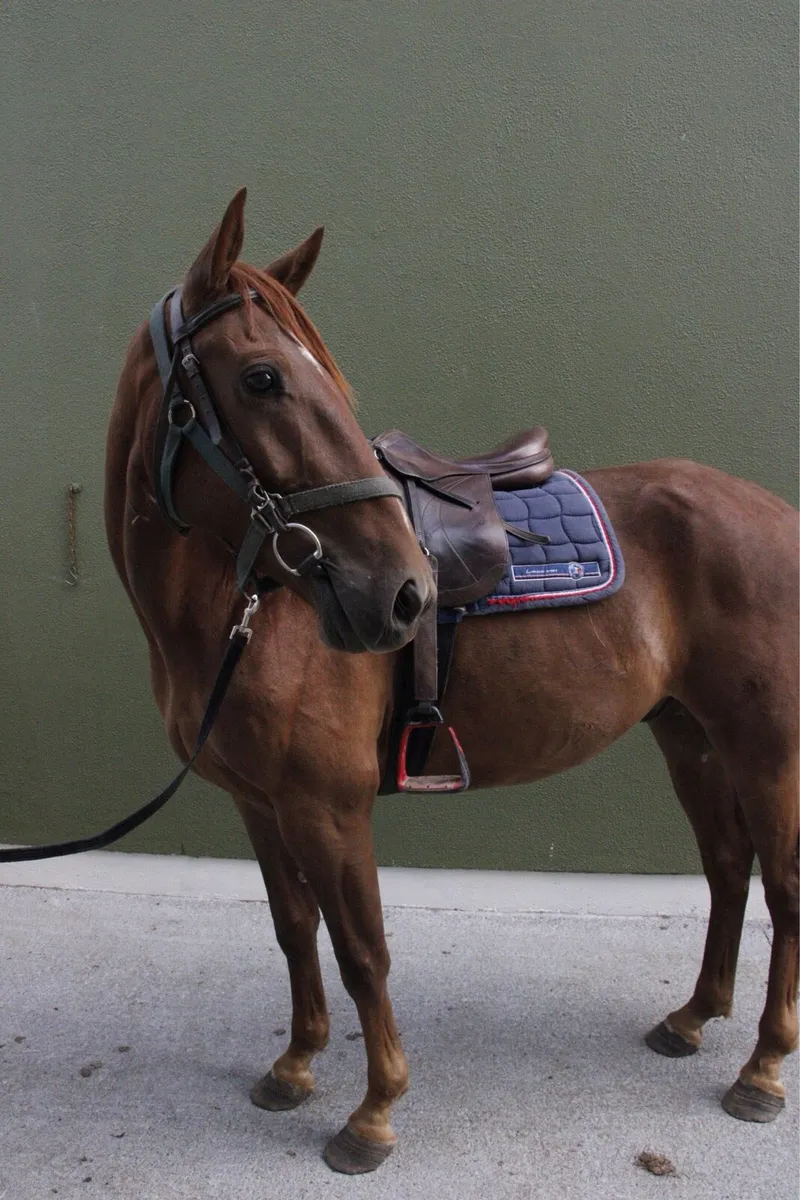 Broken and Ridden Gelding - Image 4