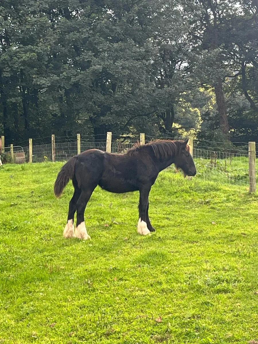 🌟quality filly foals 🌟 - Image 3
