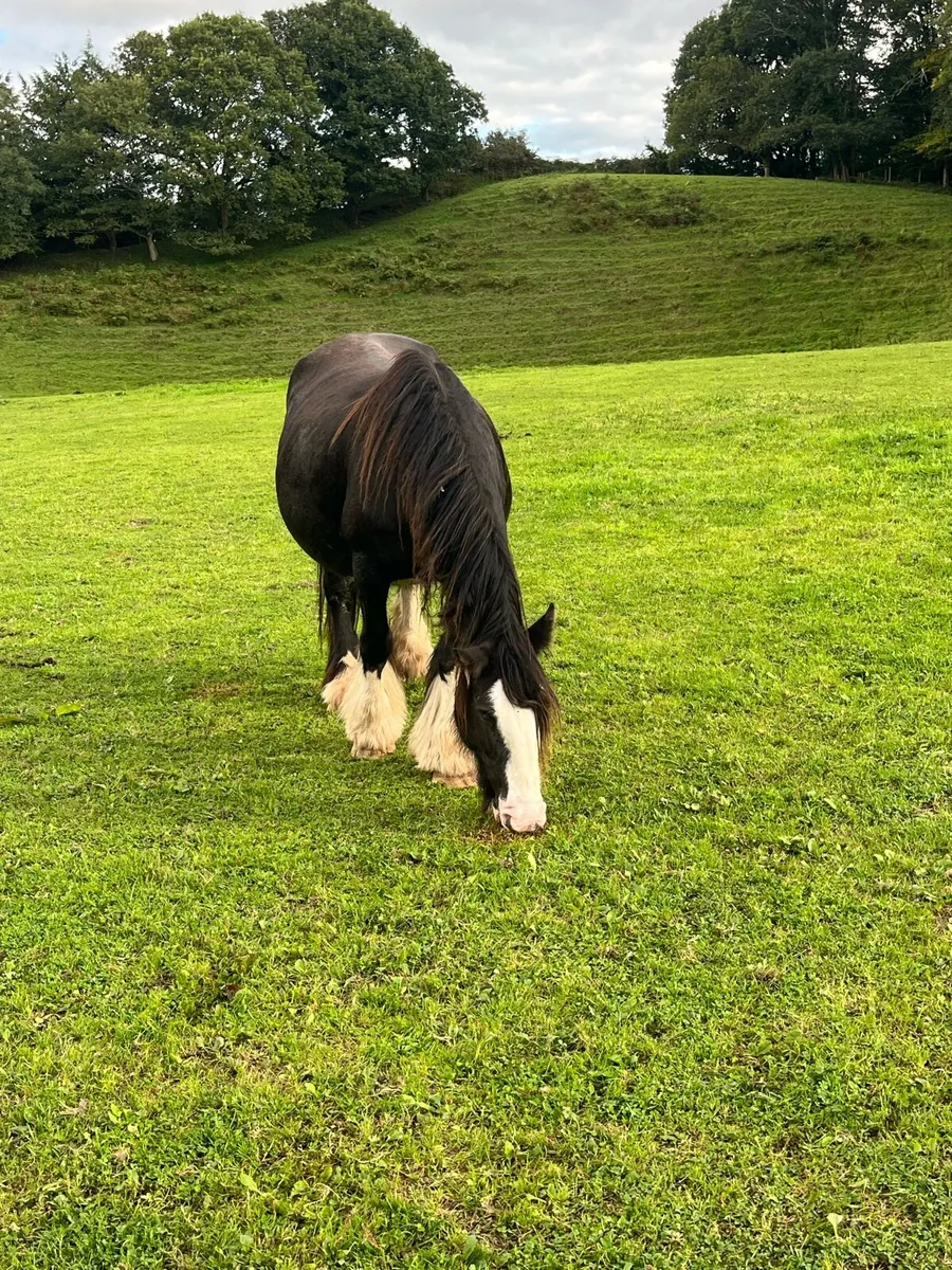 🌟quality filly foals 🌟 - Image 4