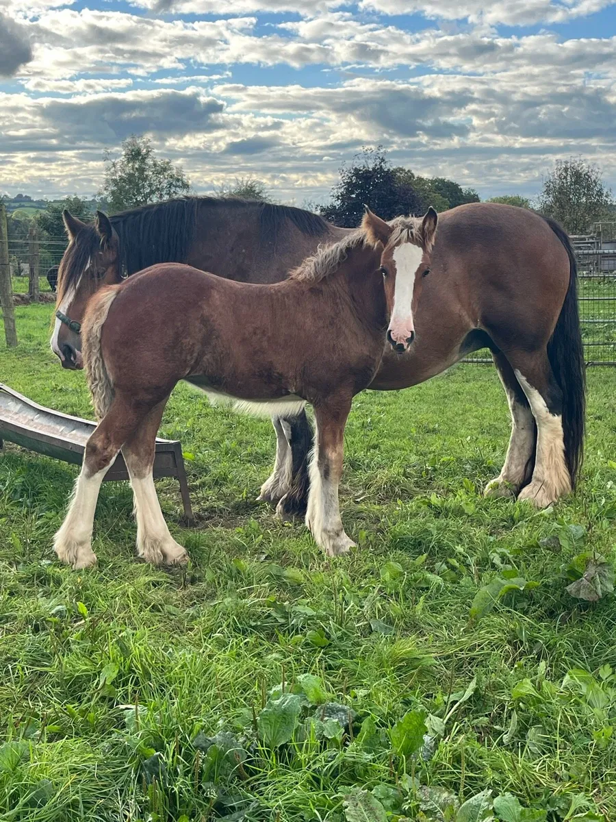 🌟quality filly foals 🌟 - Image 1