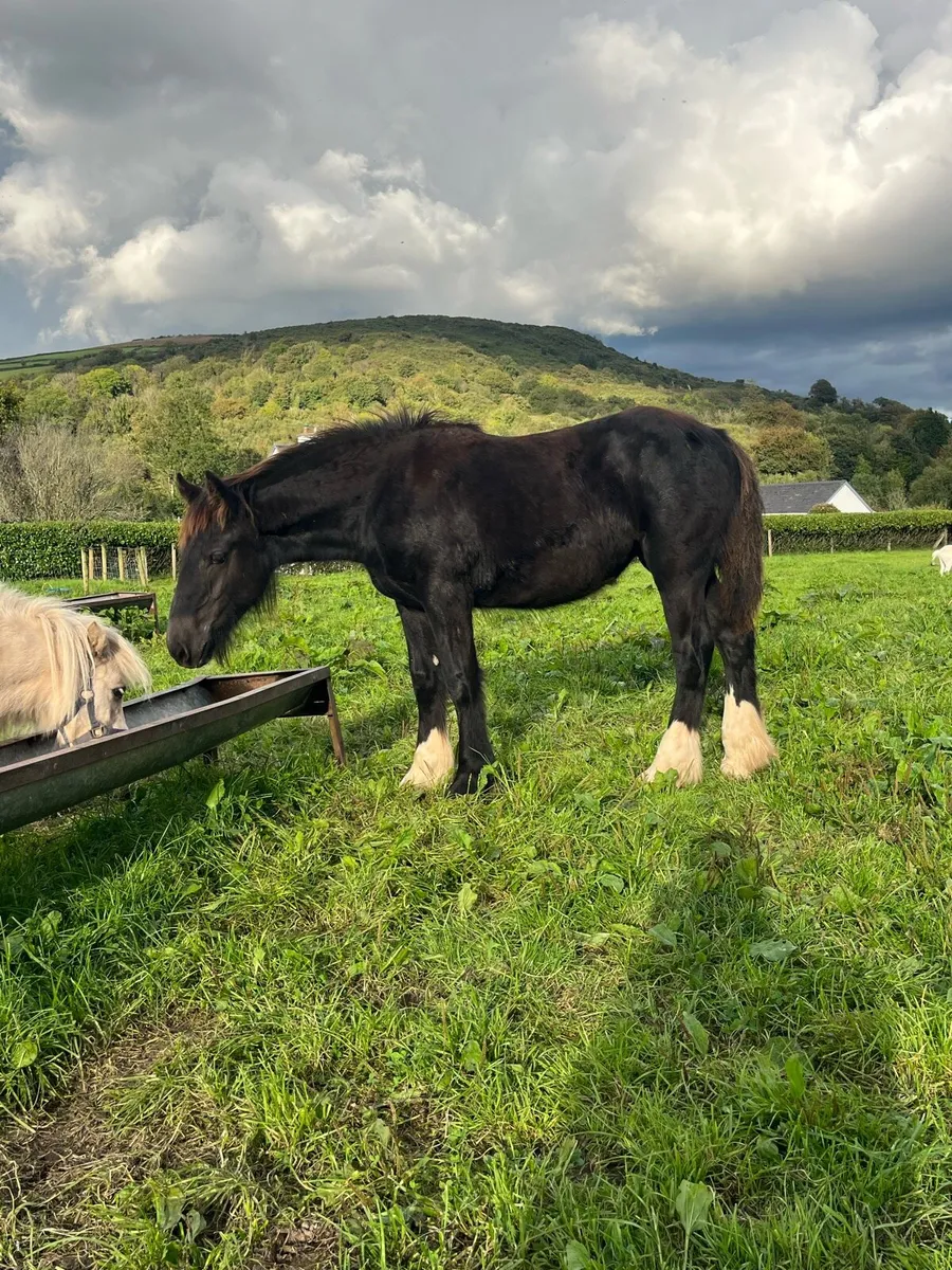 🌟quality filly foals 🌟 - Image 2