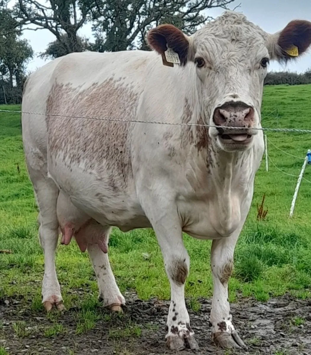 PBR Irish moiled cow - Image 1