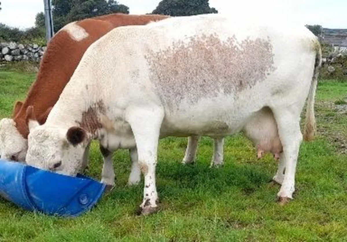 PBR Irish moiled cow - Image 2