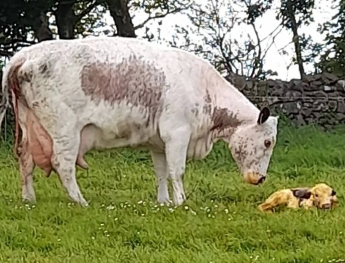 PBR Irish moiled cow - Image 3