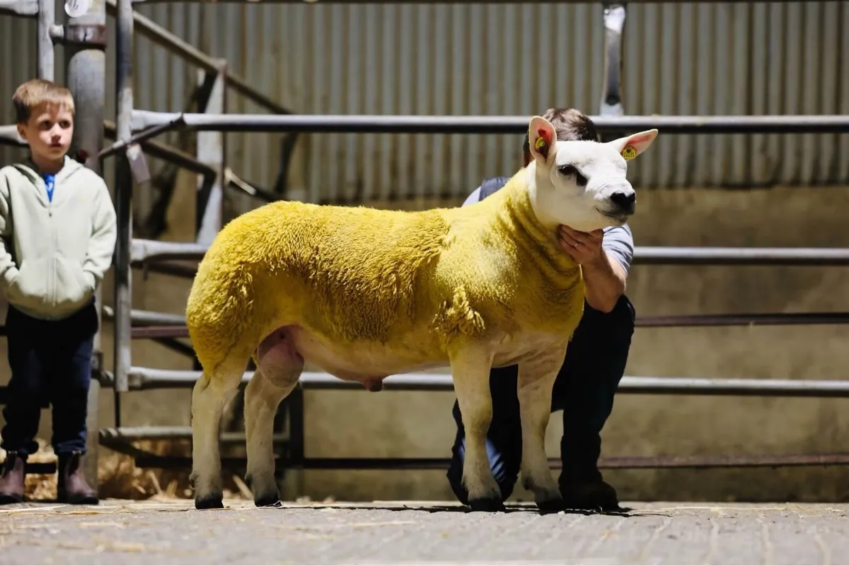 North East Texel Club Ram sale Carnaross mart