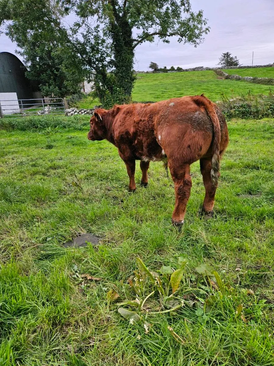 Show calf  Ennis mart 22nd - Image 1