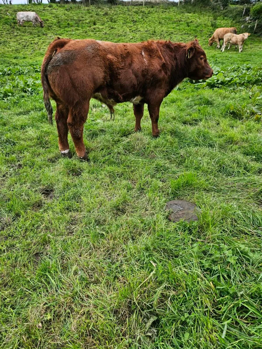 Show calf  Ennis mart 22nd - Image 2