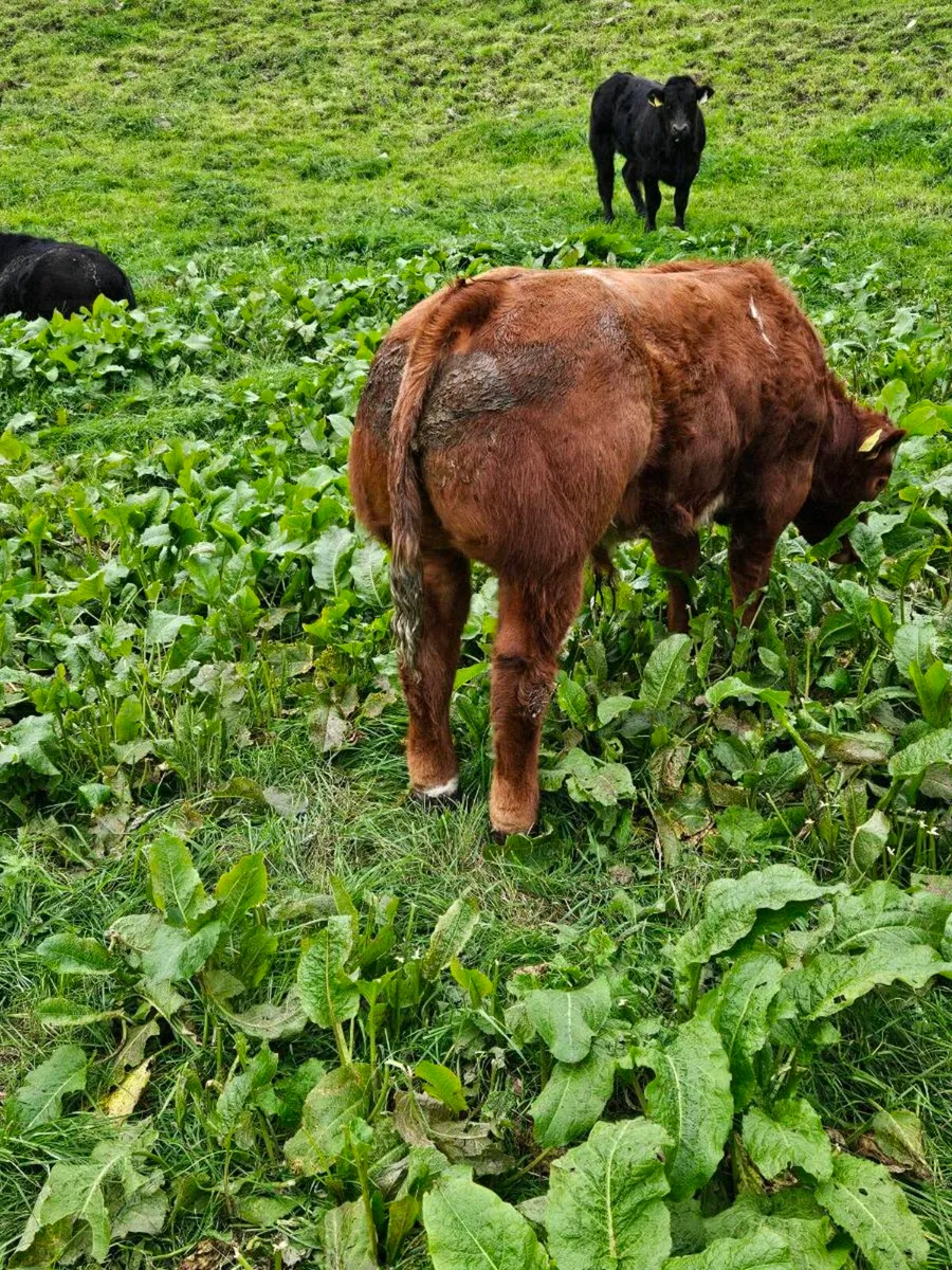 Show calf  Ennis mart 22nd - Image 4