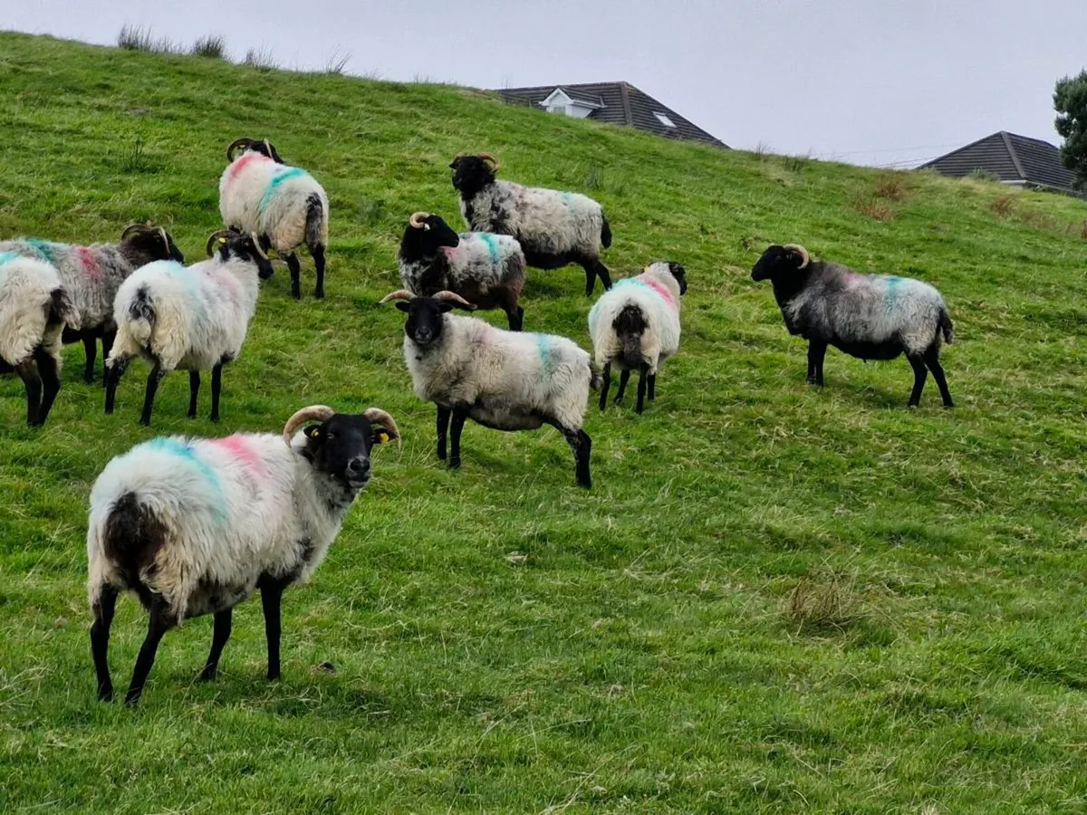 Mountain Ewes - Image 1